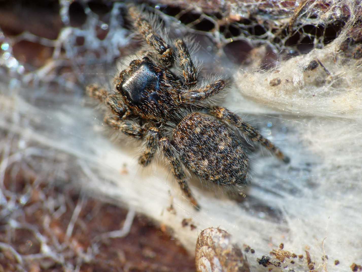 Philaeus chrysops